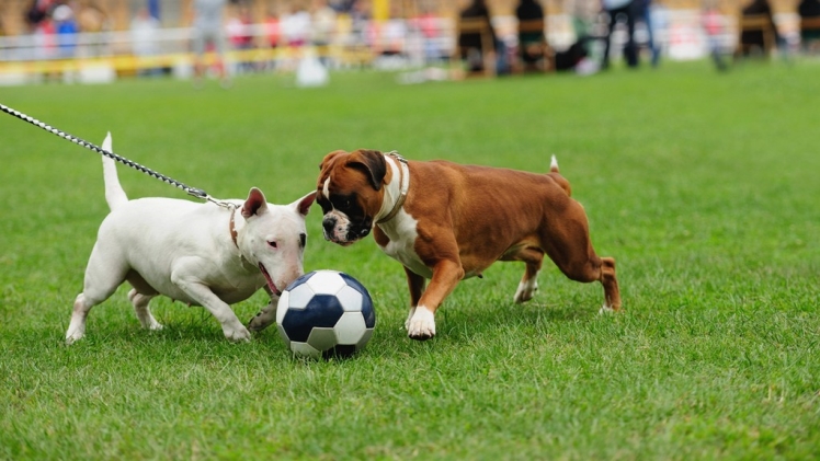 Sports You Can Play With Your Dog - Tishare